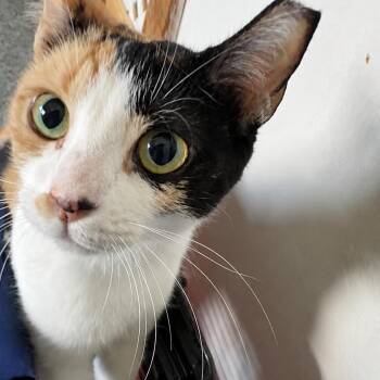 Speckle -  Domestic Short Hair Cat for Adoption in Hopewell, Virginia - Speckle | PetCurious