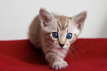 Rescue Siamese and Bengal Cats for Adoption in Montreal, Quebec - Milk And Quiche | PetCurious