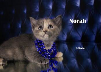 Norah -  Domestic Short Hair Cat for Adoption in York, Nebraska - Norah | PetCurious
