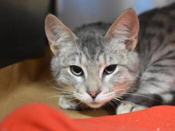 Domestic Short Hair Cats Available for Adoption - Milo | PetCurious