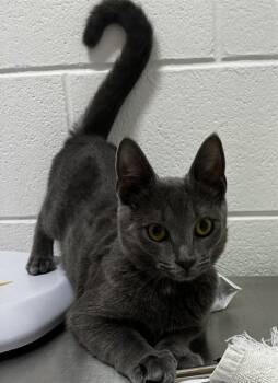MULAN -  Domestic Short Hair Cat for Adoption - MULAN | PetCurious