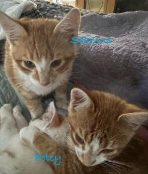 Rescue Domestic Short Hair Cats for Adoption in Billings, Montana - S-Seamus | PetCurious