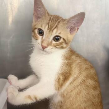 Wayne -  Domestic Short Hair Cat Available for Adoption in Sunrise, Florida - Wayne | PetCurious
