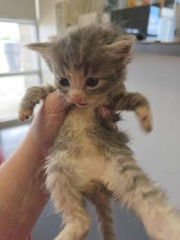 Argon -  Domestic Short Hair Cat for Adoption in Evansville, Indiana - Argon | PetCurious