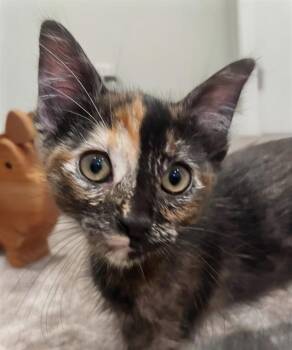 JELLY -  Domestic Short Hair Cat for Adoption in San Jose, California - JELLY | PetCurious