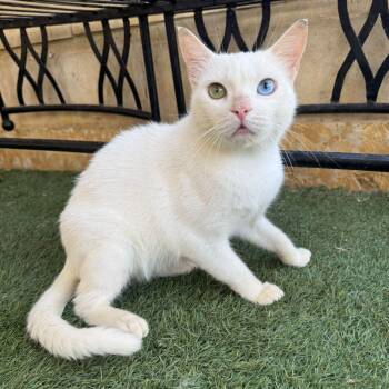 Rescue Turkish Van Cats for Adoption in Brampton, Ontario - Hector- 2 Different Eye Colors | PetCurious