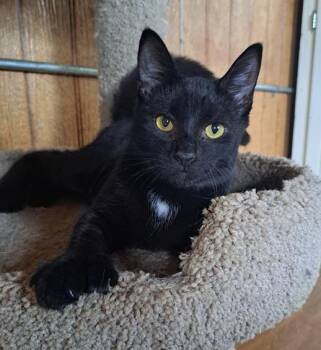 Domestic Short Hair Cats Available for Adoption - Tiana | PetCurious
