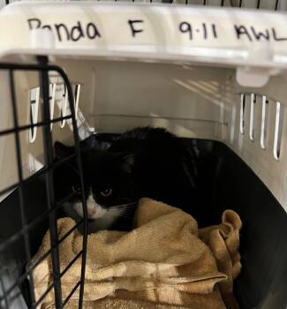 Domestic Short Hair Cats Available for Adoption - Panda - Silo | PetCurious