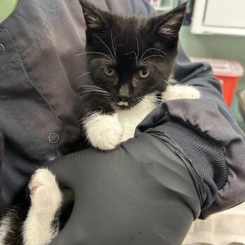 Professor Mustachio Purrs -  Domestic Short Hair Cat for Adoption in Keizer, Oregon - Professor Mustachio Purrs | PetCurious