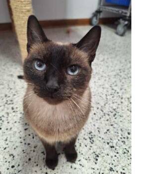 Rescue Siamese Cats for Adoption in Lafayette, Louisiana - Phoebe | PetCurious
