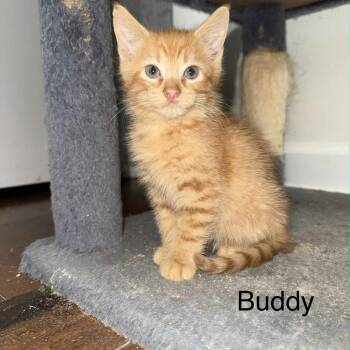 Rescue Domestic Short Hair Cats for Adoption in South Riding, Virginia - Buddy | PetCurious