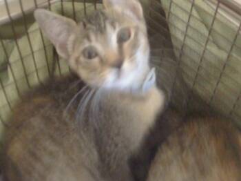 Rescue Domestic Short Hair Cats for Adoption in Sacramento, California - A904142 | PetCurious