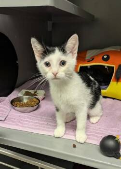 GERALDINA -  Domestic Short Hair Cat for Adoption in Leesburg, Virginia - GERALDINA | PetCurious