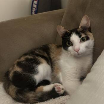 Salsa -  Domestic Short Hair Cat for Adoption in Hopkinton, Massachusetts - Salsa | PetCurious