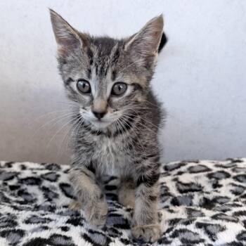 Domestic Short Hair Cats Available for Adoption in Medford, Oregon - Jesse | PetCurious