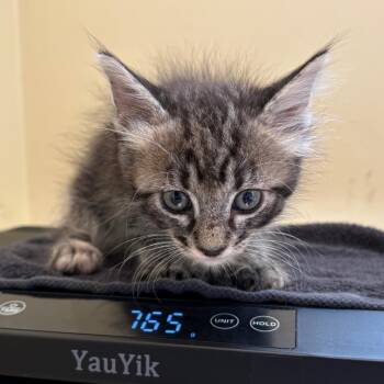 Mustang -  Domestic Medium Hair Cat for Adoption in Pasadena, California - Mustang | PetCurious