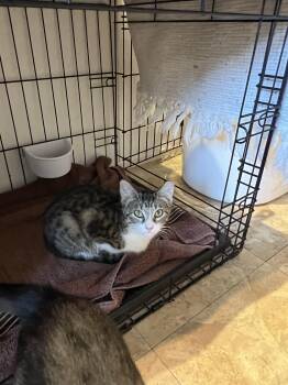 Lily-Bella -  Tabby and Domestic Short Hair Cat for Adoption in Lucas, Texas - Lily-Bella | PetCurious