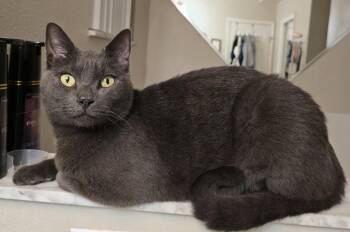 Nikko -  Russian Blue Cat for Adoption in Bvl, Florida - Nikko | PetCurious
