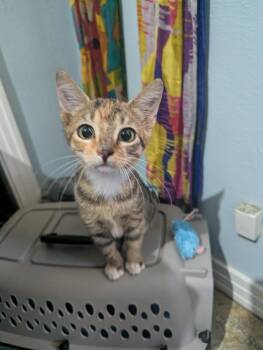Ginger -  Calico Cat for Adoption in Tampa, Florida - Ginger | PetCurious