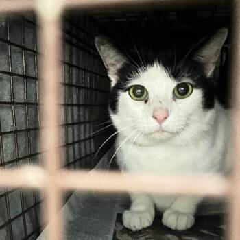 Brandy -  Domestic Short Hair Cat for Adoption in Philadelphia, Pennsylvania - Brandy | PetCurious