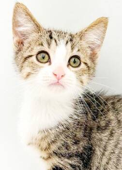 Mark is a mushy cuddlebug - polka dotted too -  Bengal and Turkish Van Cat for Adoption in Bedford Hills, New York - Mark Is A Mushy Cuddlebug - Polka Dotted Too | PetCurious