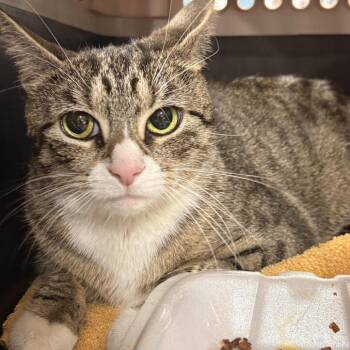 Domestic Short Hair Cats Available for Adoption in Newark, New Jersey - Luli | PetCurious