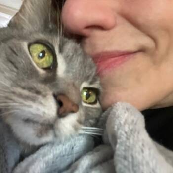 Henry -  Tabby Cat for Adoption in New York, New York - Henry | PetCurious