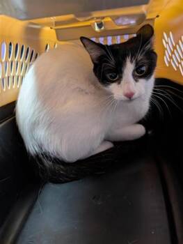 Sarah -  Domestic Short Hair Cat for Adoption in El Paso, Texas - Sarah | PetCurious
