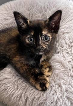 Beans -  Domestic Short Hair Cat for Adoption in Sebastian, Florida - Beans | PetCurious