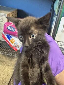 Rescue Domestic Short Hair Cats for Adoption in Doral, Florida - CLEMENTINE | PetCurious