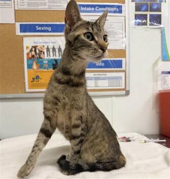 MALIBU -  Domestic Short Hair Cat for Adoption in Camarillo, California - MALIBU | PetCurious