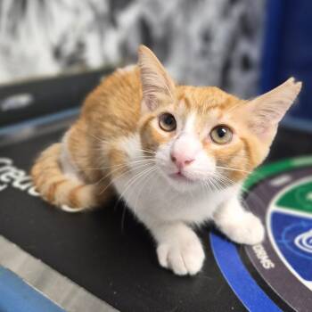 Lester -  Domestic Short Hair Cat for Adoption in Wahiawa, Hawaii - Lester | PetCurious