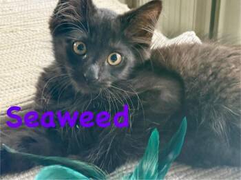 Seaweed (Petsmart) -  Domestic Short Hair Cat for Adoption in Ocala, Florida - Seaweed (Petsmart) | PetCurious