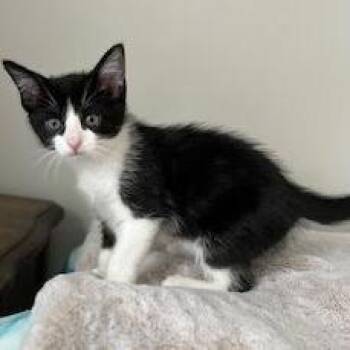 Elbow -  Domestic Short Hair Cat for Adoption in South Elgin, Illinois - Elbow | PetCurious