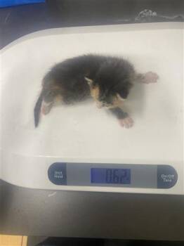 Domestic Short Hair Cats Available for Adoption in Gainesville, Florida - Rusty | PetCurious