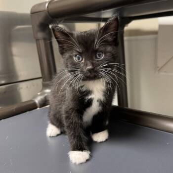 American Shorthair Cats Available for Adoption in Blue Ridge, Georgia - Frankie | PetCurious