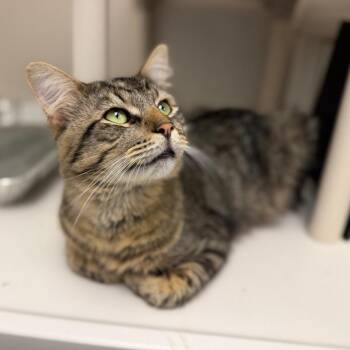 Mando -  Domestic Short Hair Cat for Adoption in Sarasota, Florida - Mando | PetCurious