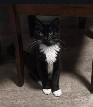 Domestic Short Hair Cats Available for Adoption - Sloane | PetCurious