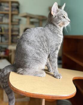 Rescue Domestic Short Hair Cats for Adoption in Fort Worth, Texas - Manchas Grises "Cha Cha" | PetCurious