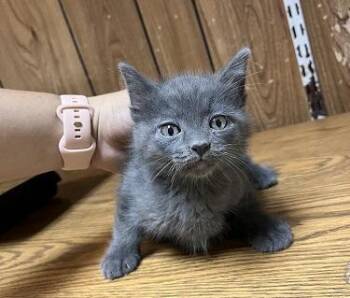 Kitten 27753 (Shaver) -  Russian Blue Cat for Adoption in Parlier, California - Kitten 27753 (Shaver) | PetCurious