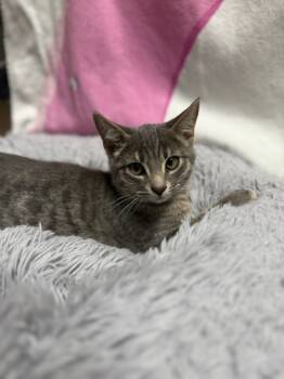 Rescue Domestic Short Hair Cats for Adoption in Covington, Louisiana - Peeyet | PetCurious