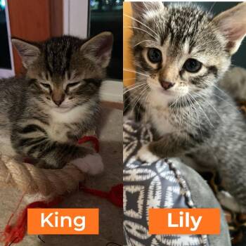 Domestic Short Hair Cats Available for Adoption in Minneapolis, Minnesota - Lily-Pending Adoption / King-Pending Adoption | PetCurious