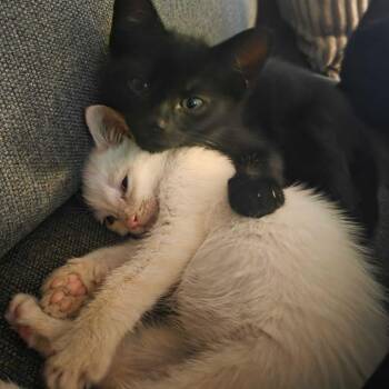 Alabaster -  Domestic Short Hair Cat for Adoption in Grantsville, Utah - Alabaster | PetCurious