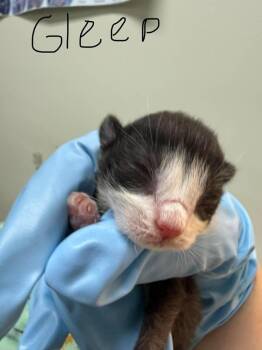 Gleep -  Domestic Short Hair Cat for Adoption in Evansville, Indiana - Gleep | PetCurious