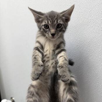 Ohio (red collar) -  Domestic Short Hair Cat for Adoption in Redwood City, California - Ohio (red Collar) | PetCurious