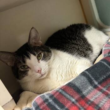 Marble -  American Shorthair Cat for Adoption in South Elgin, Illinois - Marble | PetCurious