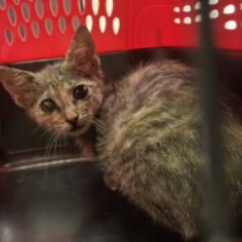 Rescue Domestic Short Hair Cats for Adoption in Austin, Texas - Leandra | PetCurious