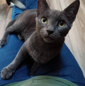 Misty -  Russian Blue Cat for Adoption in Springfield, Oregon - Misty | PetCurious