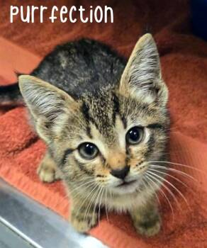 Domestic Short Hair Cats Available for Adoption in Blountville, Tennessee - Purrfection | PetCurious
