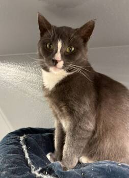 Rescue Domestic Short Hair Cats for Adoption in Camp Hill, Pennsylvania - Carole | PetCurious